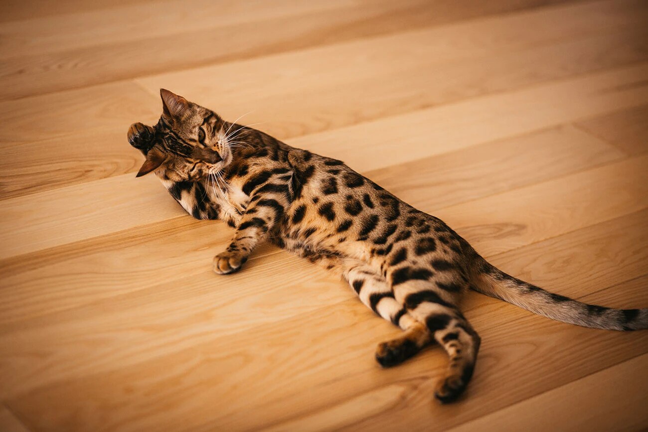 Порно ресейлік жасырын камера