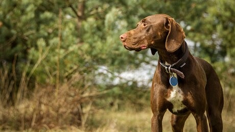 Приложение по контролю за физическим состоянием питомца PURINA®
