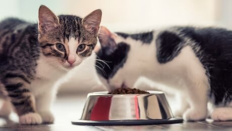 Как правильно кормить котенка?