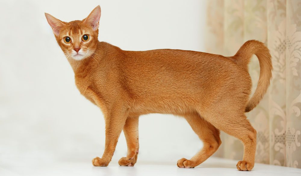 Абиссинская кошка