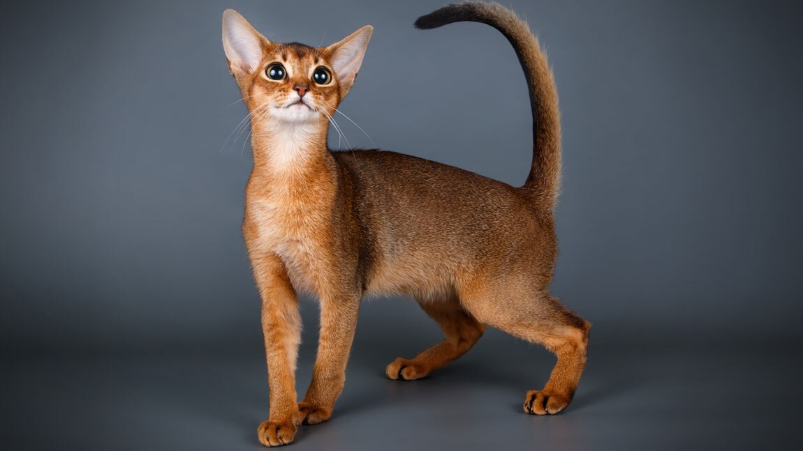 Абиссинская кошка