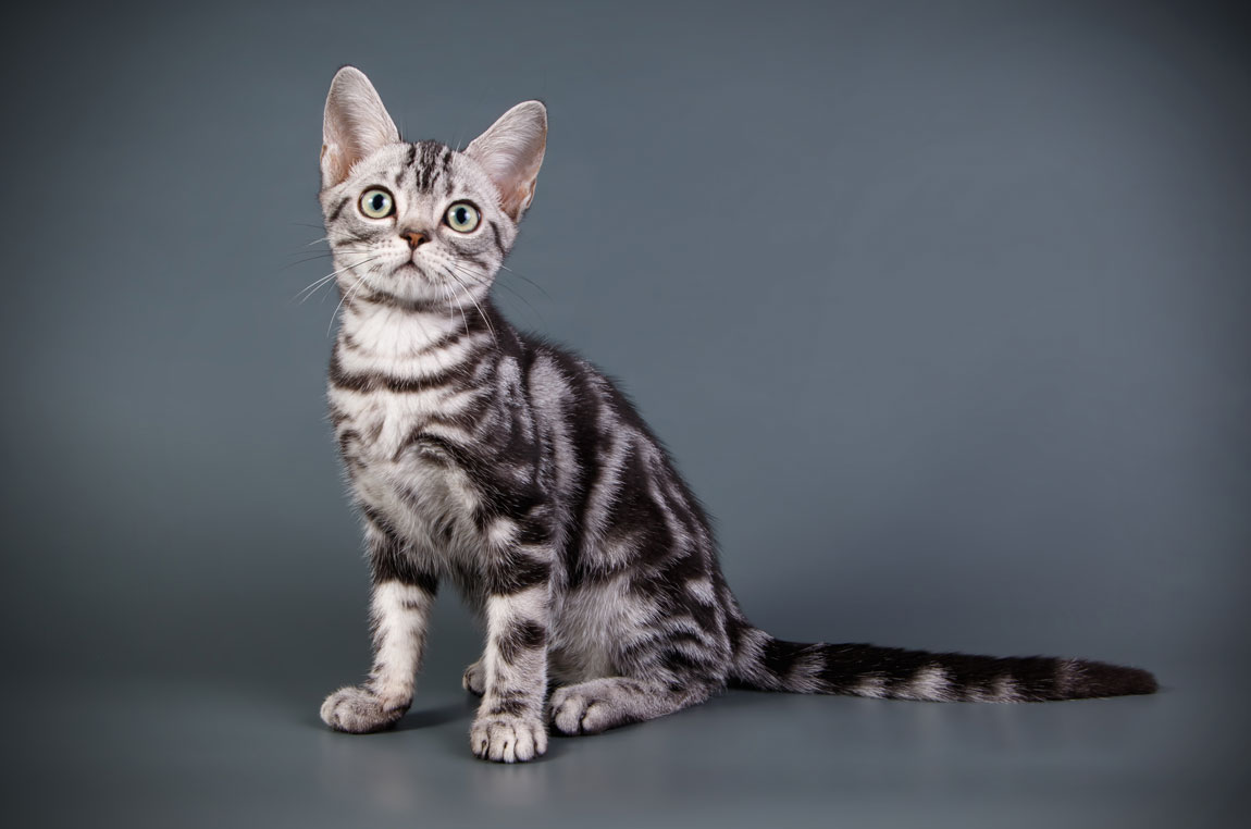 Американская короткошёрстная кошка