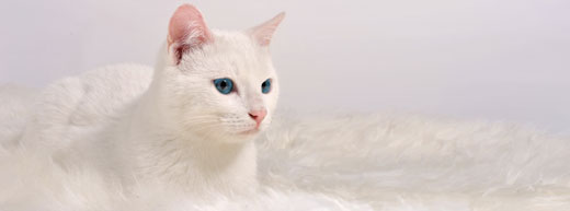 Белые кошки