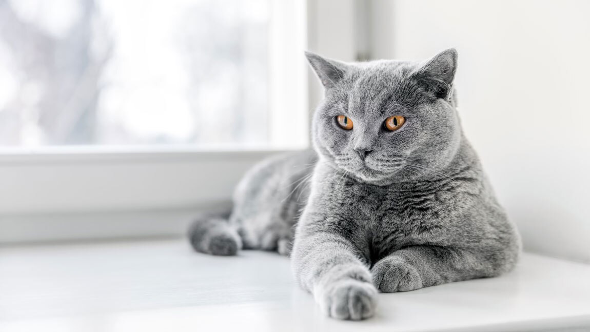 Британская короткошёрстная кошка