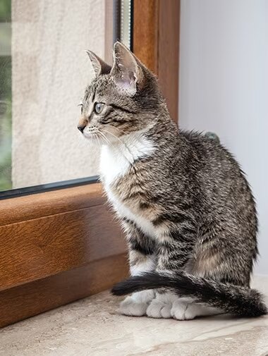 cat
