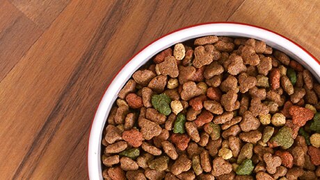 Bowl of GoCat kitten food