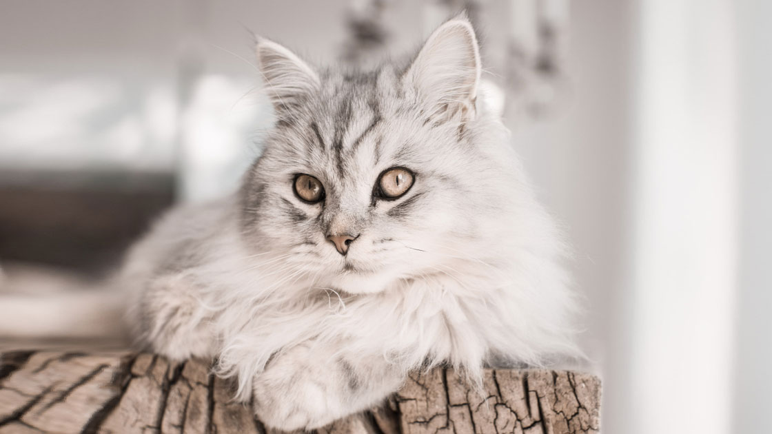 Норвежская лесная кошка