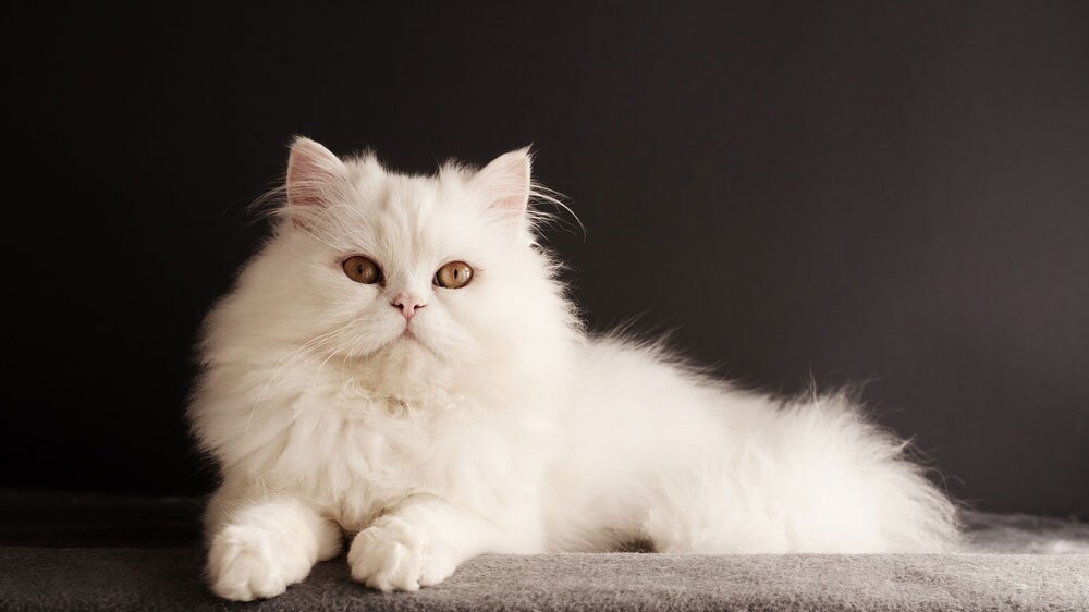 Персидская кошка