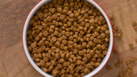 Bowl of dry cat food