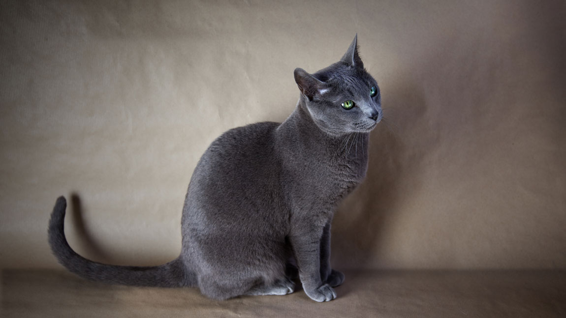 Русская голубая кошка