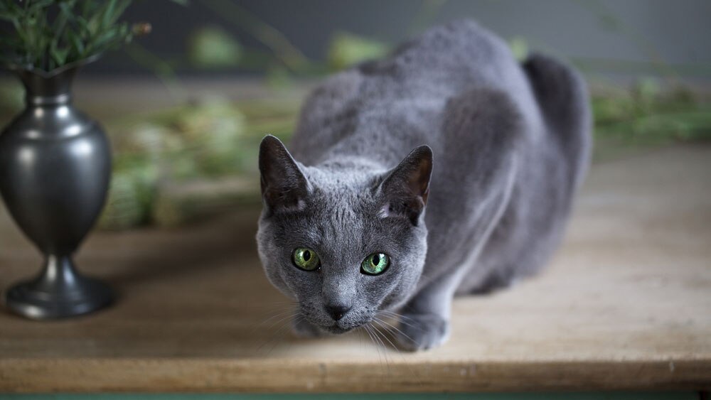 Русская голубая кошка