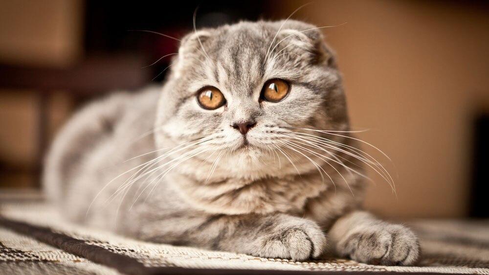 Шотландская вислоухая кошка