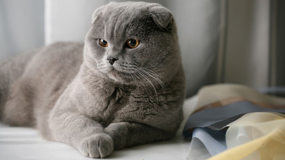 Шотландская вислоухая кошка