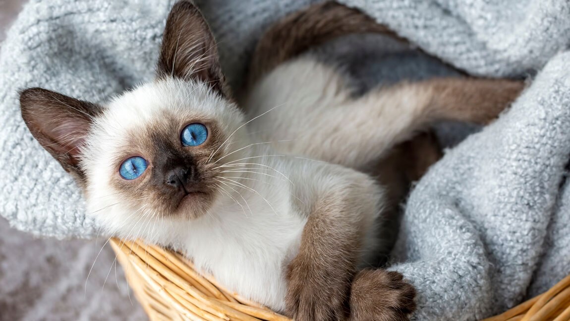 Сиамская кошка