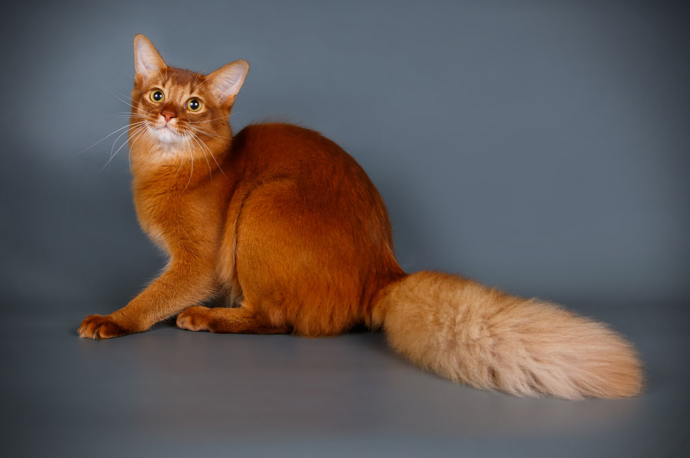 Сомалийская кошка