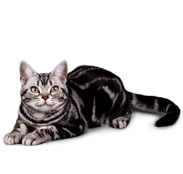 Порно қыз көп конча