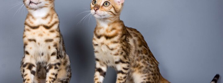 Питомники кошек